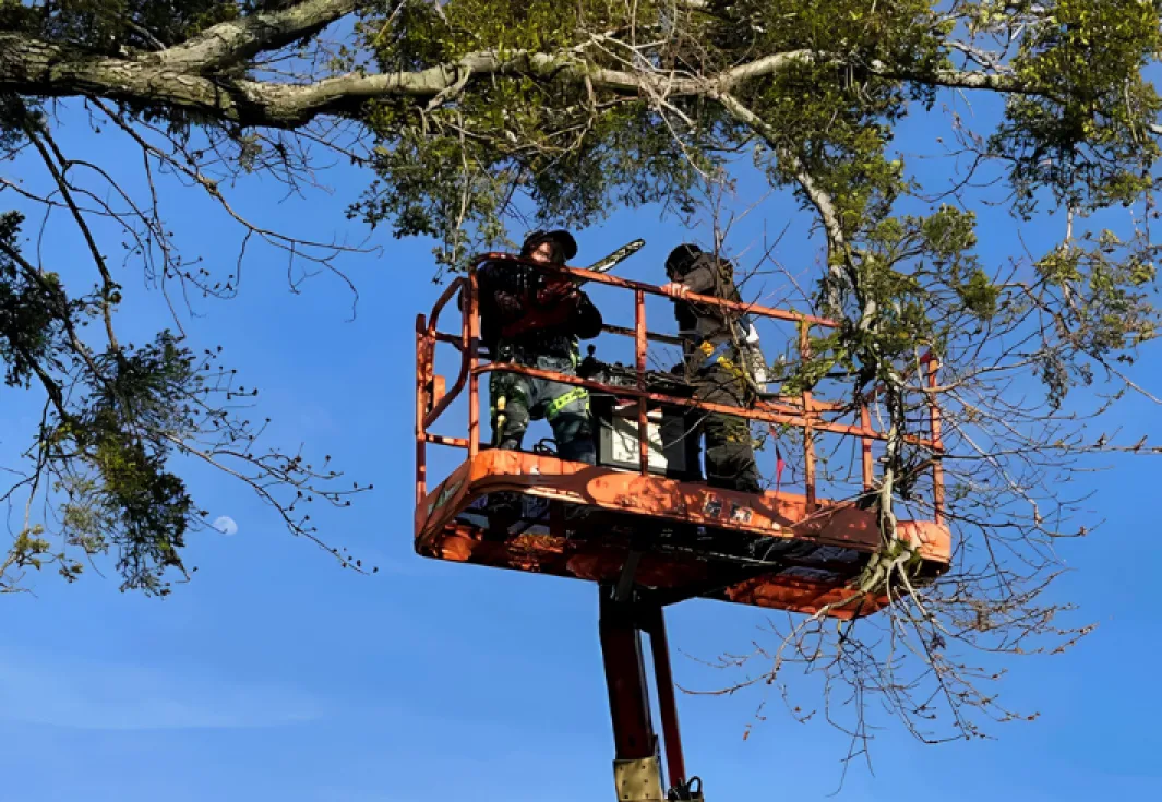 tree removal